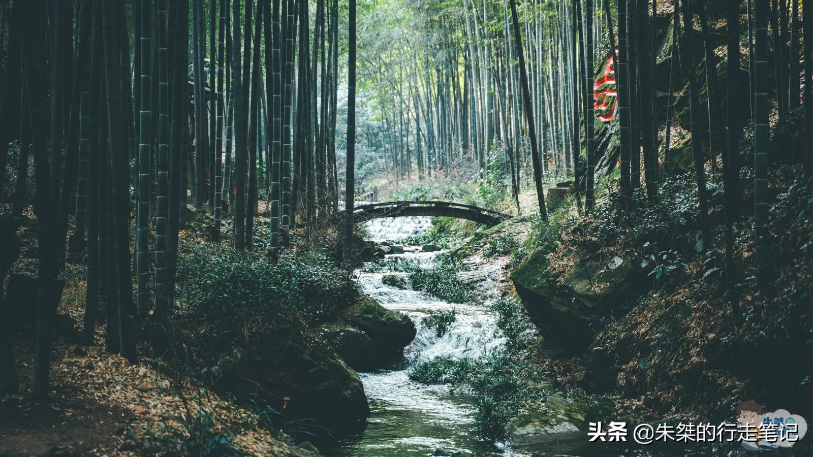 中国最美竹海在竹都江安,中国最大的竹海景区