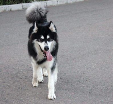 阿拉斯加雪橇犬饲养方法图解大全,阿拉斯加犬饲养注意事项和禁忌