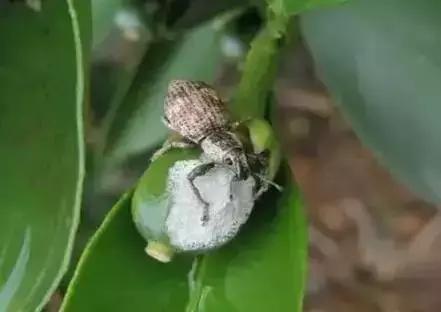 果树大量生虫子怎么办,防止果树生虫子小妙招