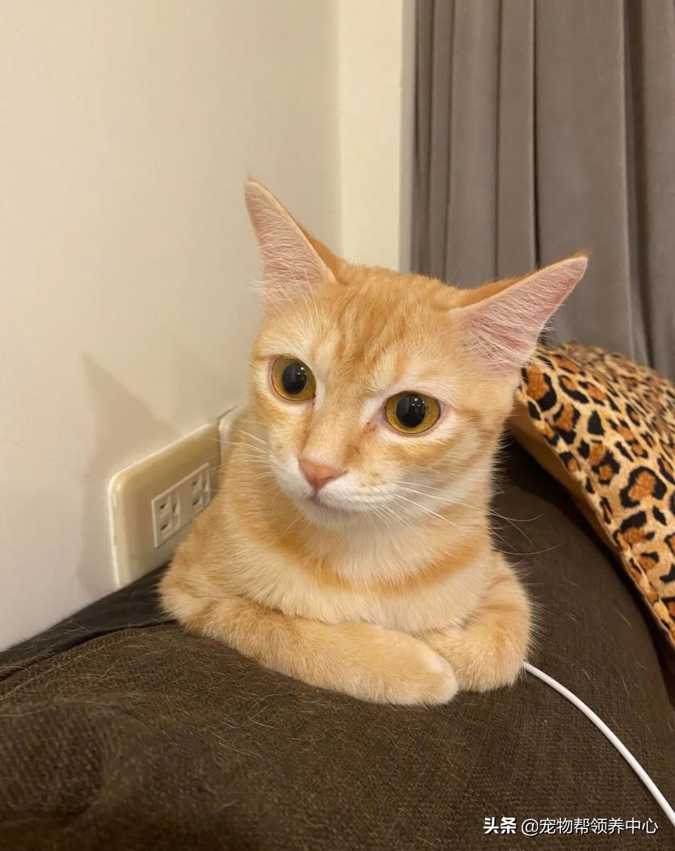 橘猫整日不出闺房却突然胎动？检查令爸崩溃：哪个死小子干的？