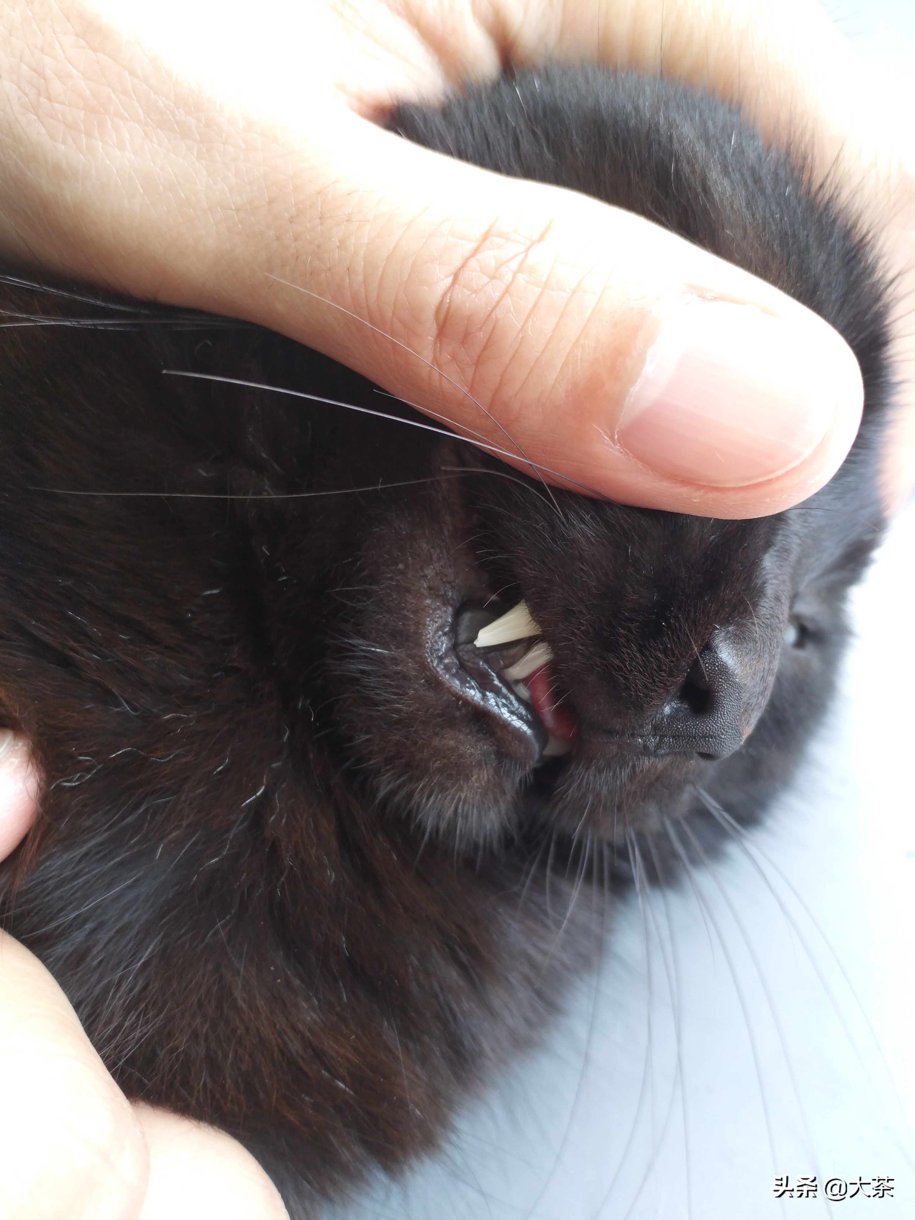 猫咪的牙齿断了一截怎么办,猫咪的牙齿断了半截是怎么回事