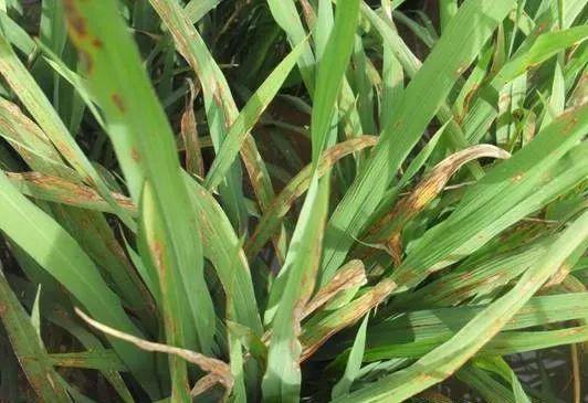 水稻白叶枯病症状及防治措施,水稻白叶枯病用什么预防