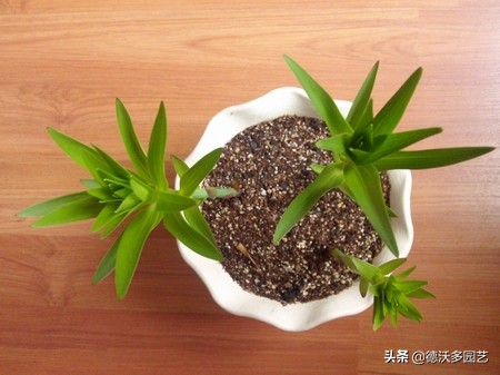 食用百合什么时候种植最好,兰州百合地栽种植详细方法