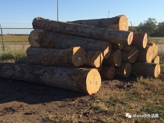 美国硬木干货价格,北美硬木排行