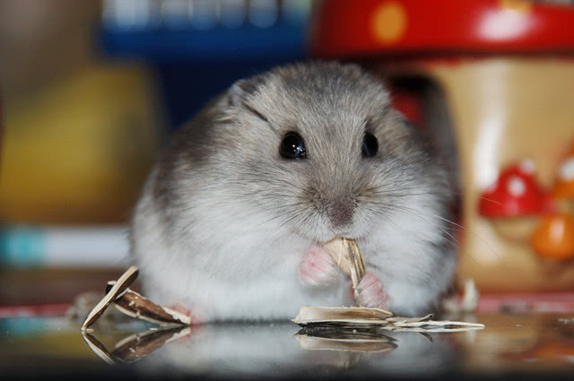 仓鼠误区,对仓鼠的五大误区