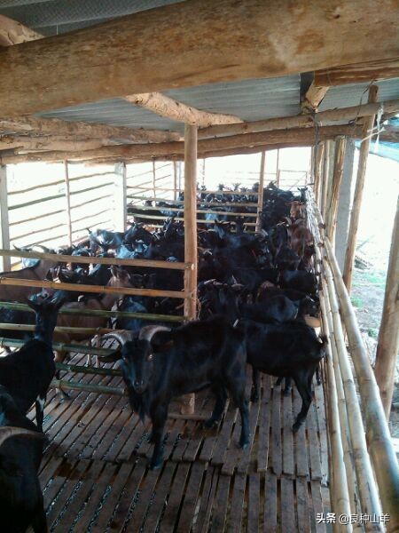 养羊棚舍建造实景图,农村羊舍最简易建造