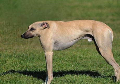 什么是狗狗的假孕,狗狗假孕是公狗的原因吗