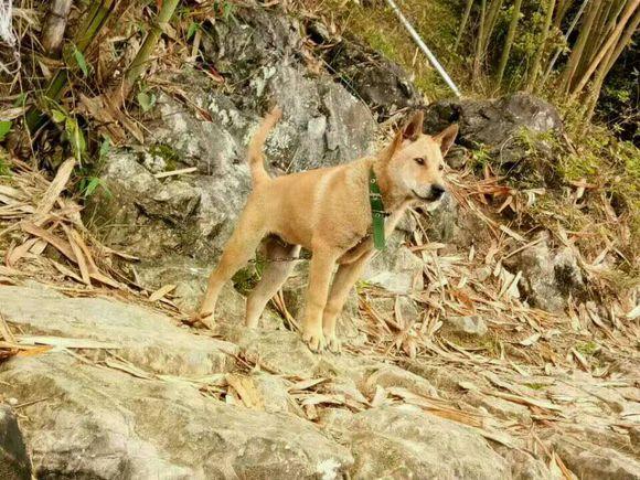 最常见的土狗有哪些,哪种品种土狗比较小又要好看