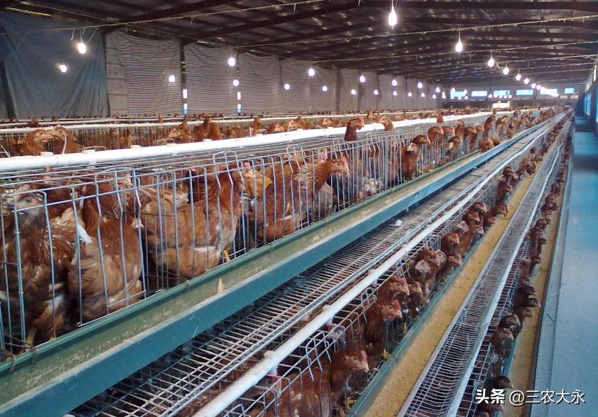 霉菌对鸡有什么作用呢,霉菌对鸡的影响