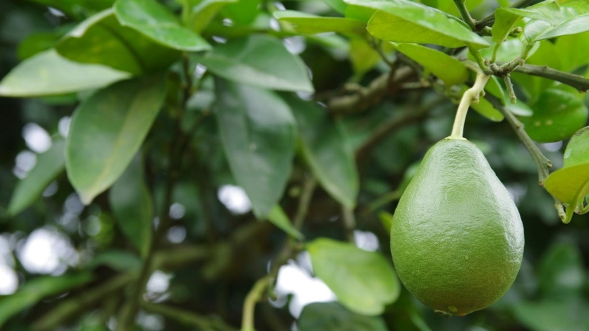 柚子甜不甜在树上就决定了,柚子甜不甜很甜原版视频