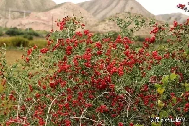 戈壁当中最常见的植物,在野外都能捡到的稀有植物