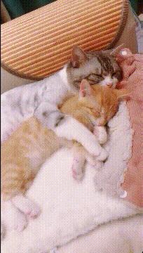 搞笑gif惊讶原来渣猫长这个样子,搞笑gif段子最后这只猫也太萌了吧