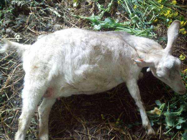 天冷养羊普遍消化不好怎么办,羊消化不良用什么药