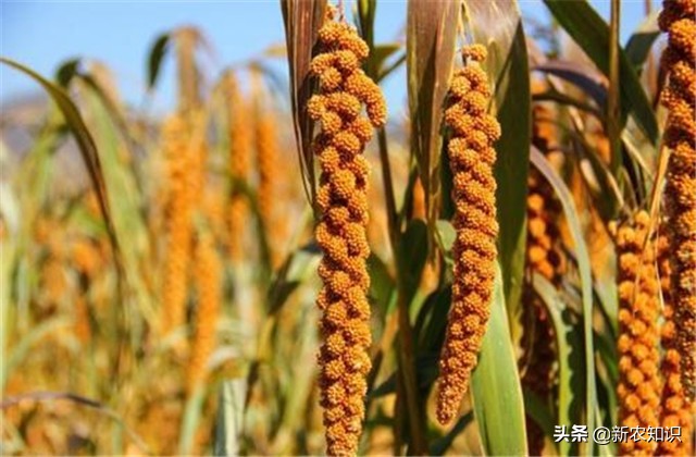 谷子种植技术要点，种植高手告诉你诀窍！建议收藏！