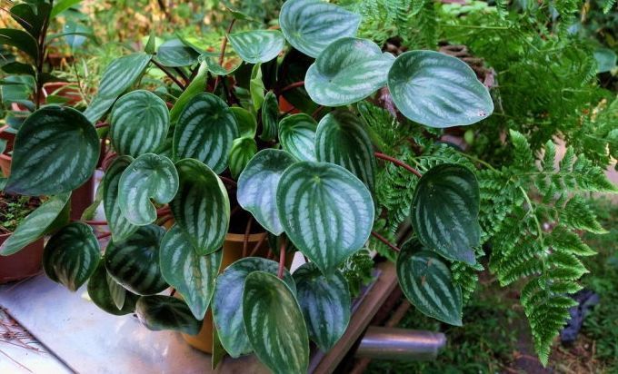 好养的盆栽花卉排名前十,盆栽花比较好养的有哪些