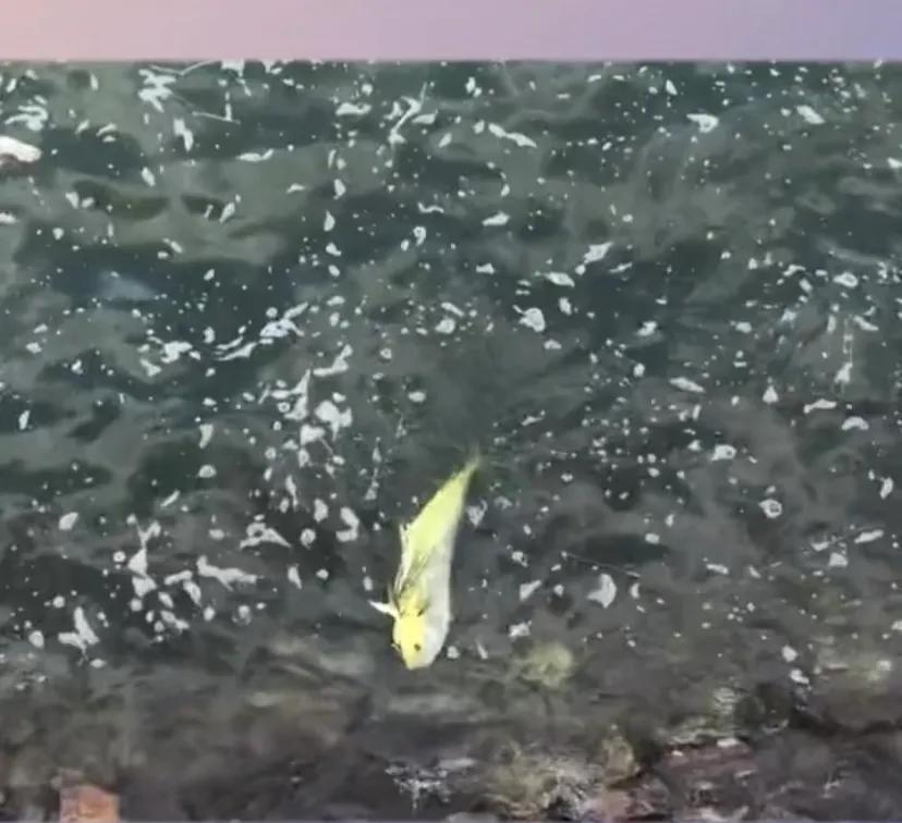 潍坊北海发现鬼头刀鱼是咋回事,潍坊北海鬼头刀