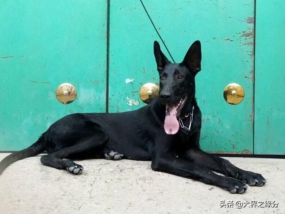 什么猛犬适合家庭饲养,适合新手养的猛犬不用训练不咬人