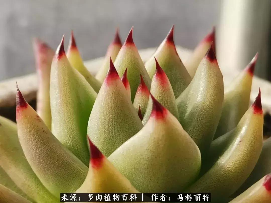 北方阳台多肉怎么过冬,北方阳台多肉