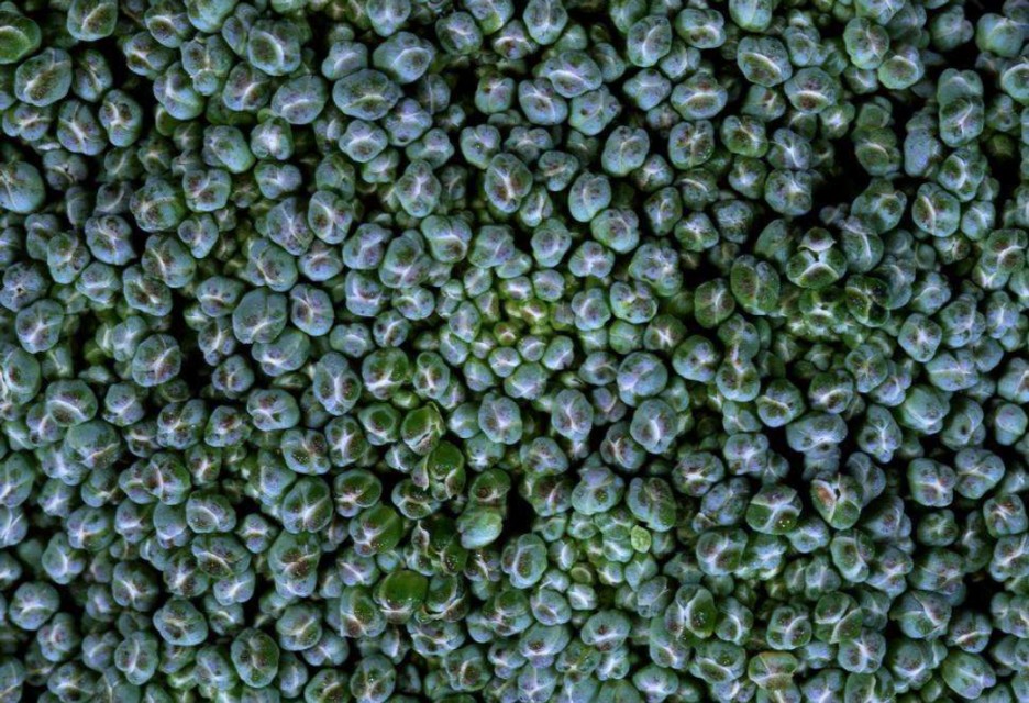 花菜不结球,花菜结球了还要施肥吗