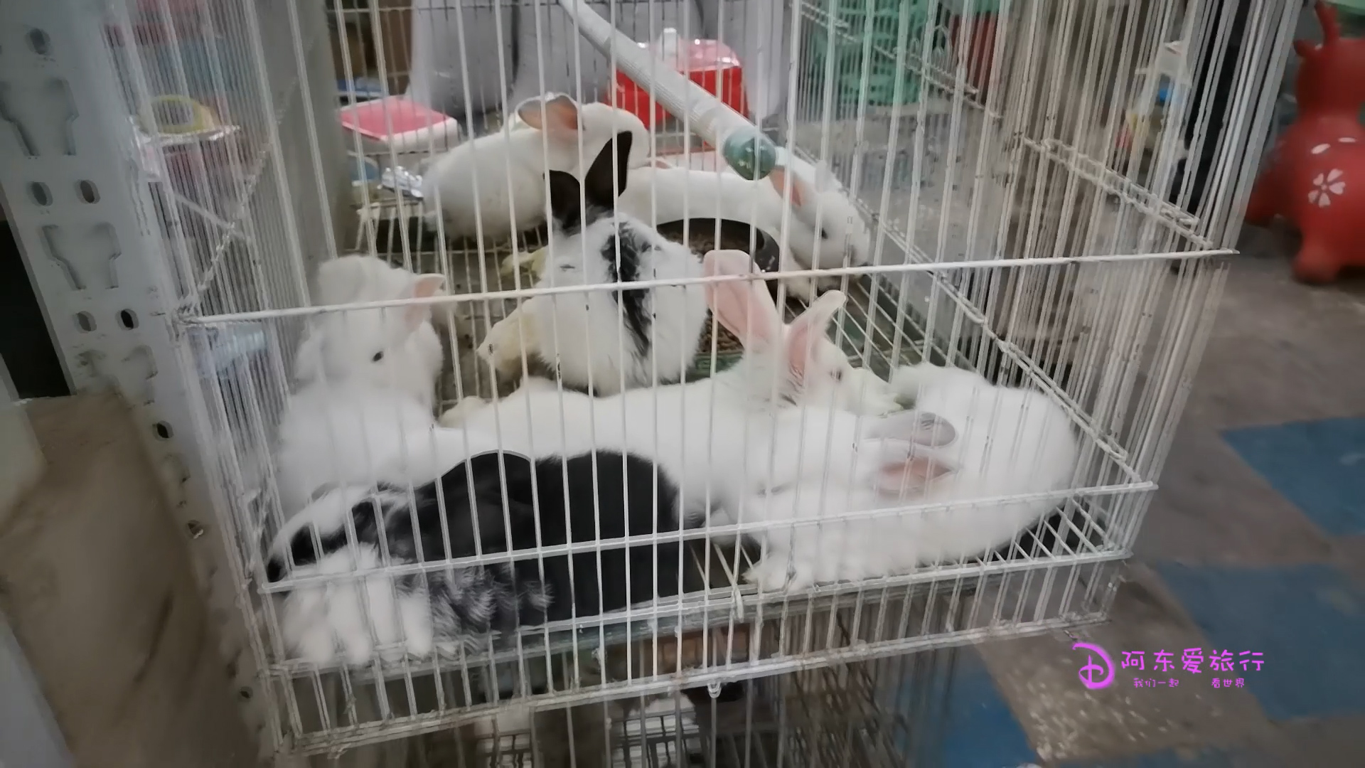 郑州陈砦花卉市场搬迁最新消息,郑州陈砦花卉市场多肉批发