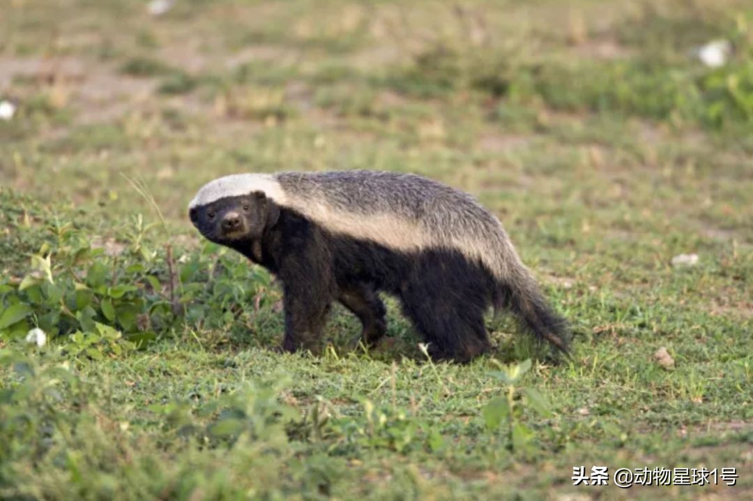 平头哥蜜獾照片,蜜獾平头哥动物科普