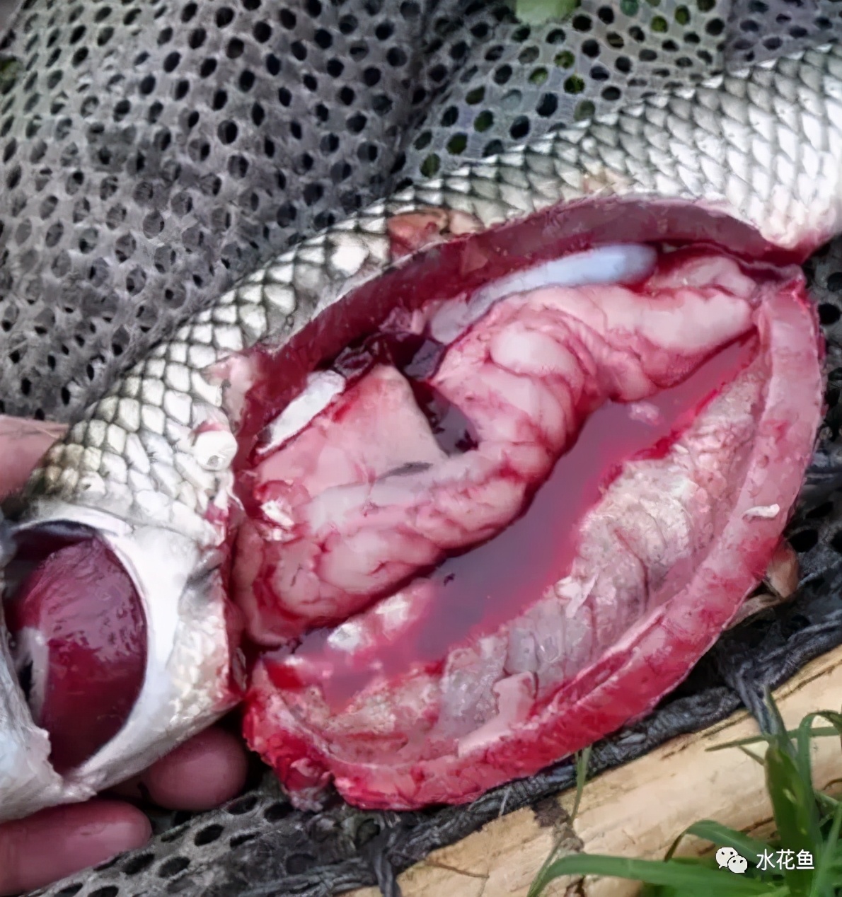 水产细菌性败血病,淡水鱼类弧菌感染