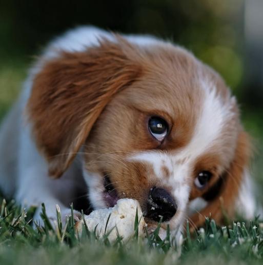 幼犬感染细小必死无疑吗?感染细小的因素有哪些?该如何预防