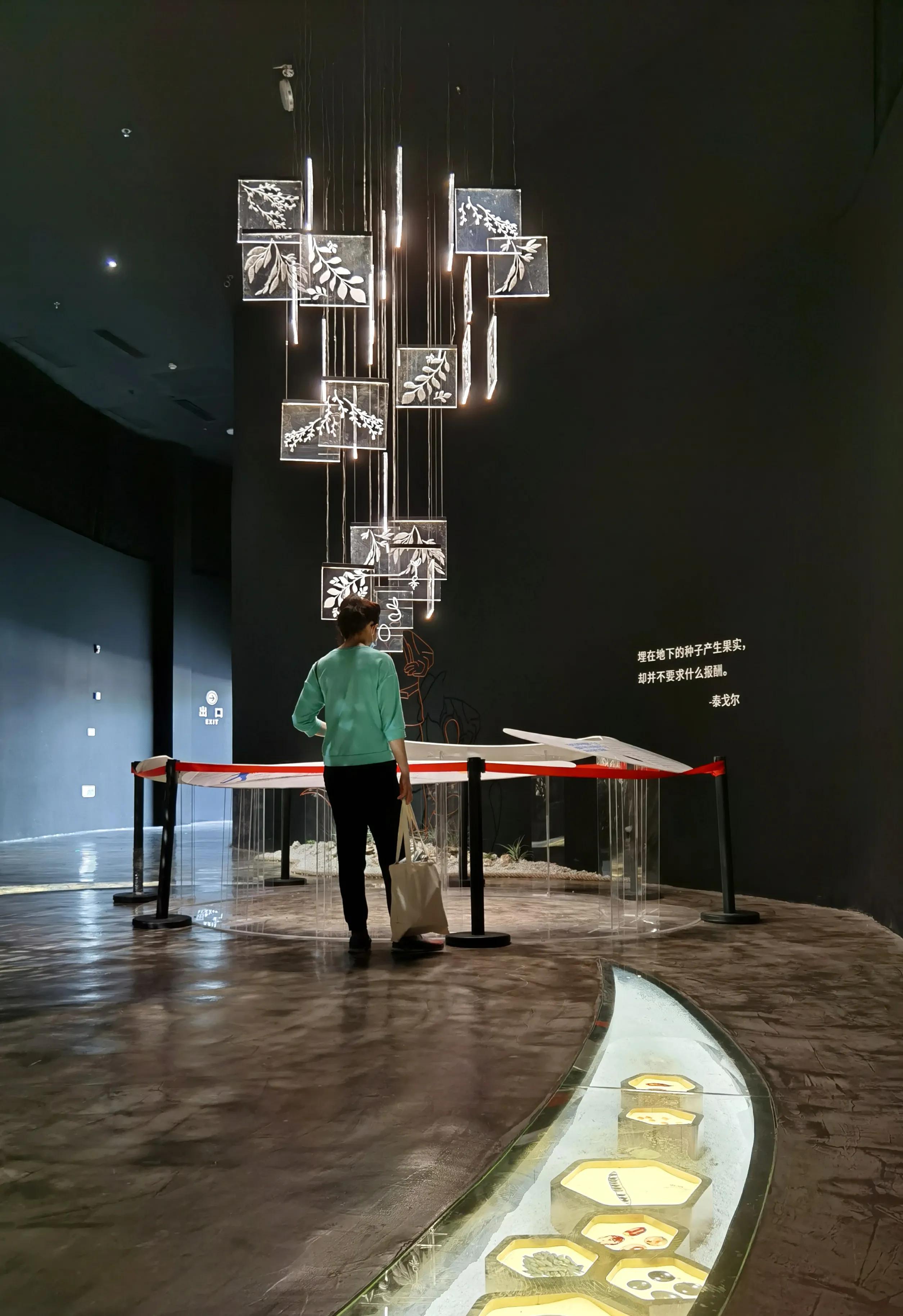 关于崇明花博会,崇明花博会全程花景