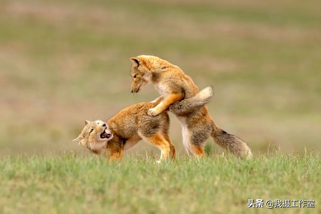 第16届国际摄影艺术展获奖作品,第29届全国摄影艺术展览作品集