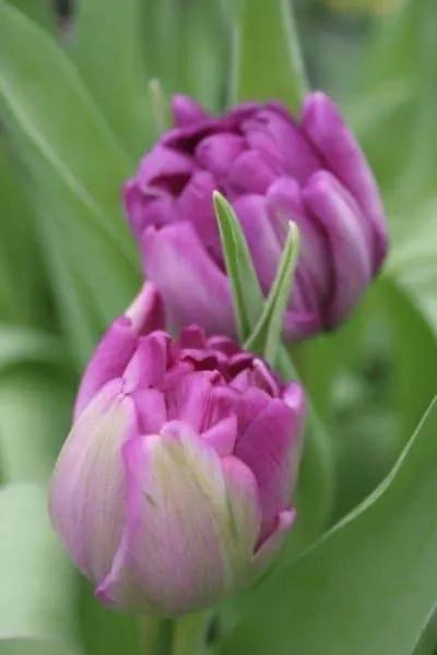 月季花的花花世界,郁金香的花海视频