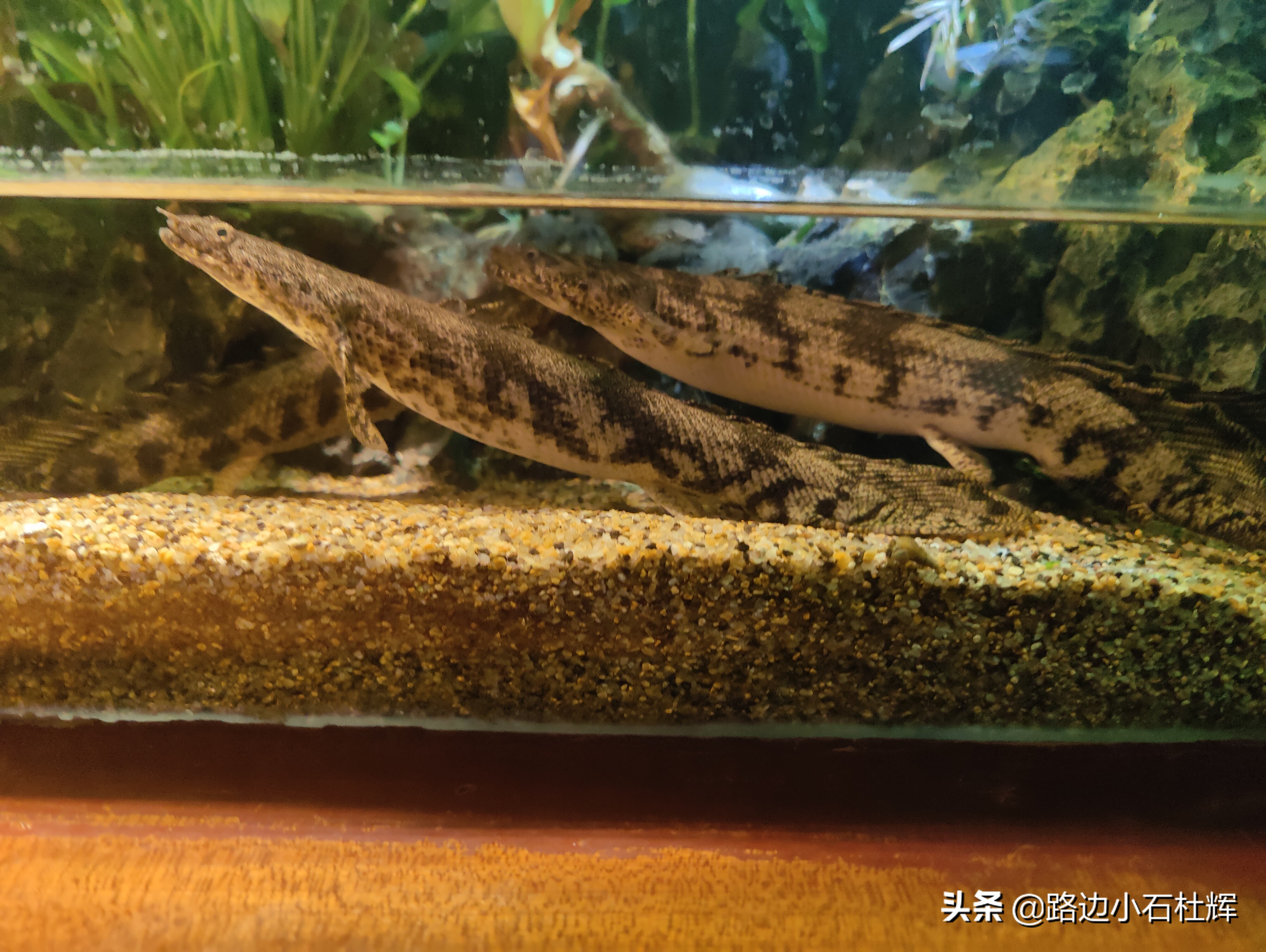 北京海洋馆海底世界和动物园攻略,游北京动物园海洋馆