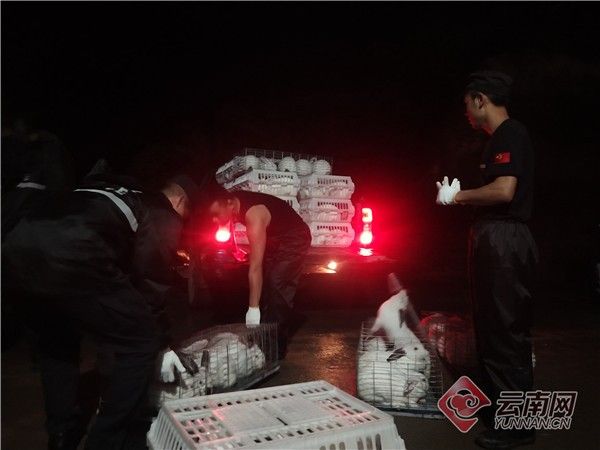 云南一养兔场遭遇狂风暴雨险垮塌，警方5小时紧急转移4000只兔子