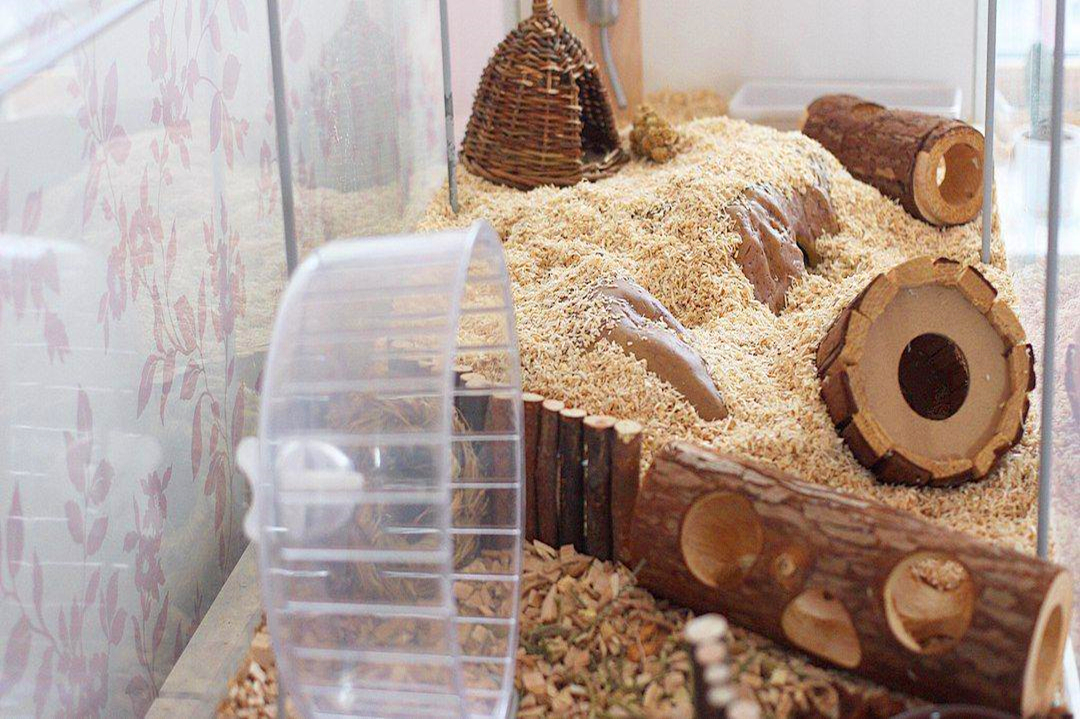 家用室内仓鼠笼怎么选好,什么样的仓鼠笼可以避免老鼠袭击