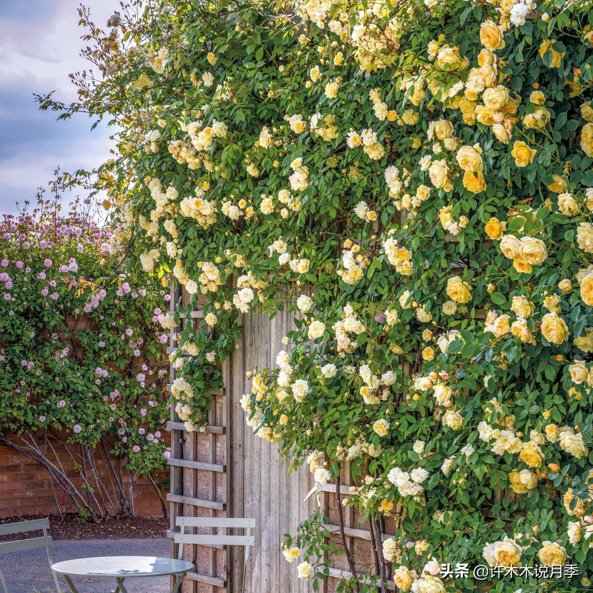藤本月季蔷薇怎么养殖,藤本月季冬季不掉叶