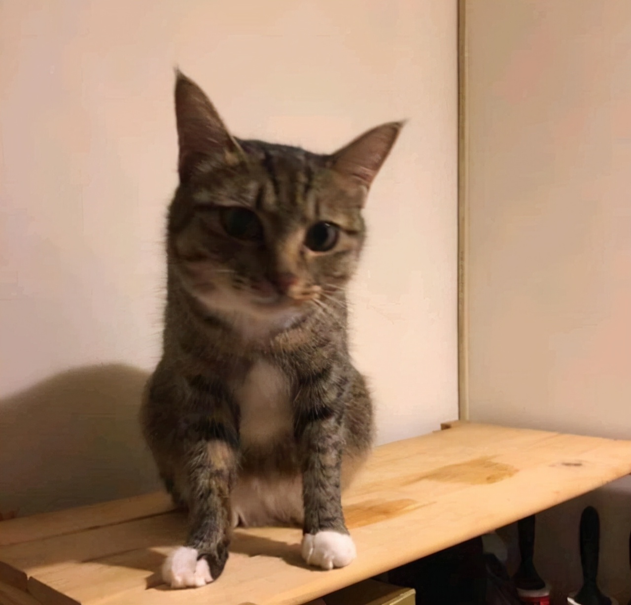 被怀孕猫咪碰瓷,被怀孕母猫碰瓷