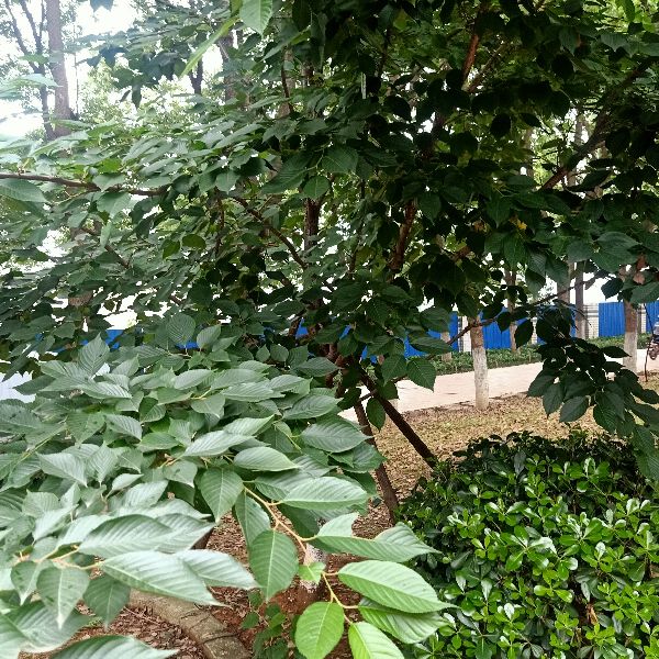 武汉海尔工业园,武汉海尔工业园98号