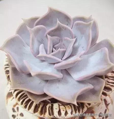 365种多肉图谱大全,365种鲜花图册大全