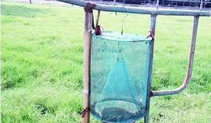 养鸡苍蝇多，这有简单实用方法来自制捕蝇器，值得收藏