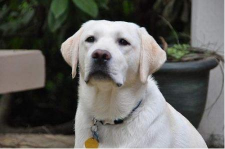 拉布拉多吃不吃生蔬菜,对拉布拉多肠胃好的蔬菜