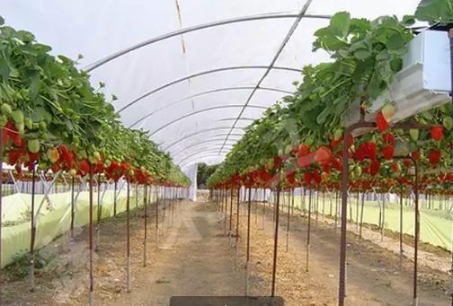 西红柿无土栽培技术,无土栽培分为哪两类
