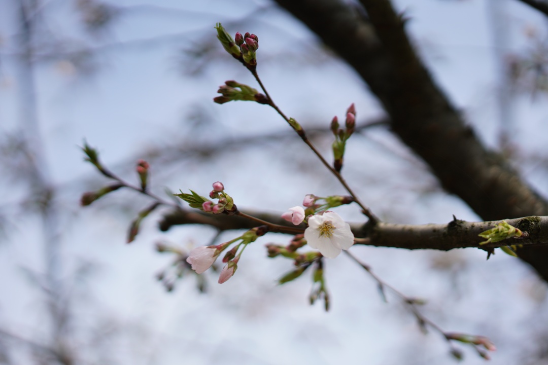 关于招生问答的解说,外院招生简章