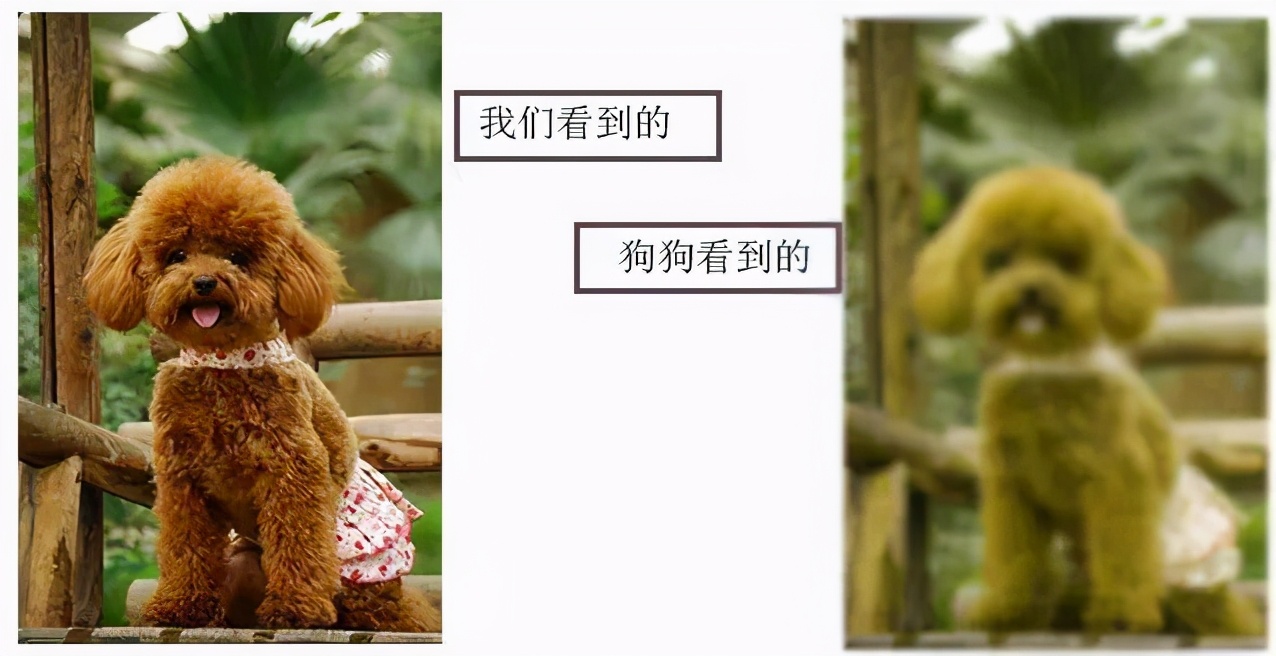 看到熊瞎子为什么要装死,对付熊瞎子的最好办法