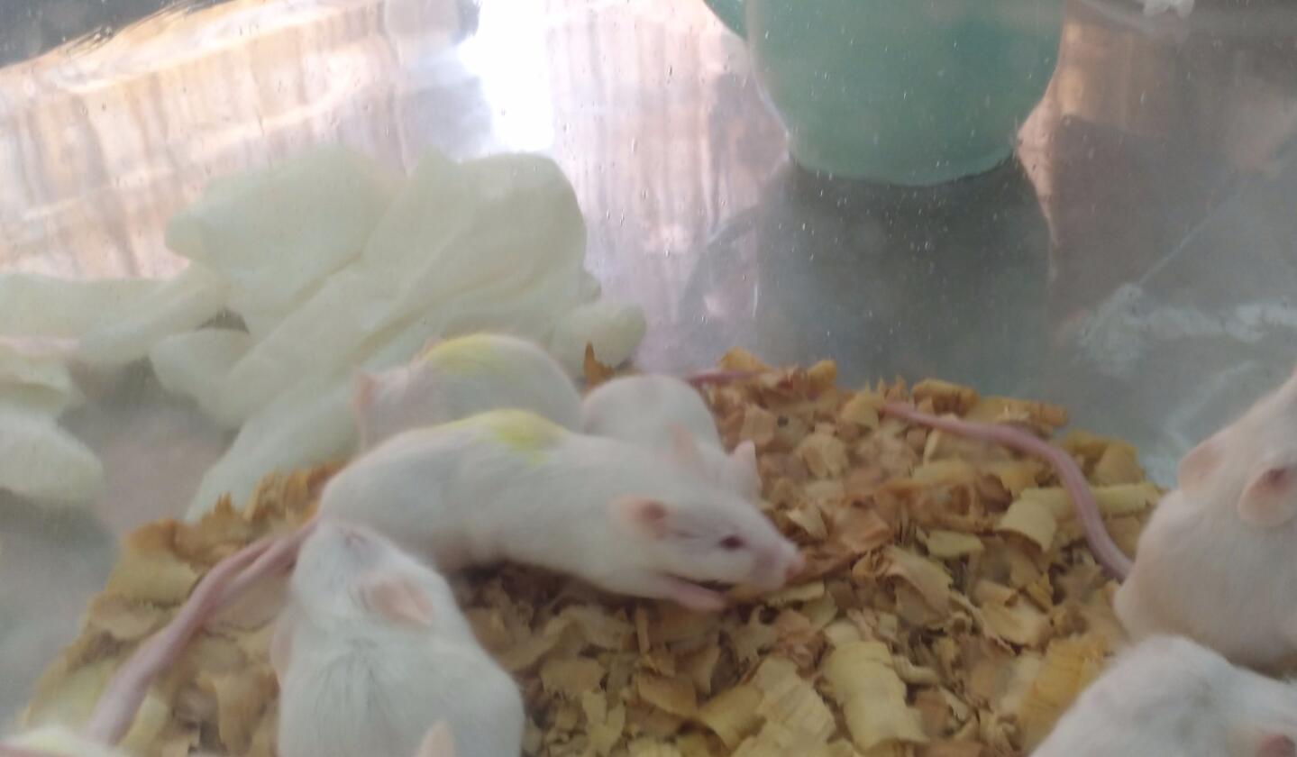 人类返老还童的条件,人类返老还童重大突破