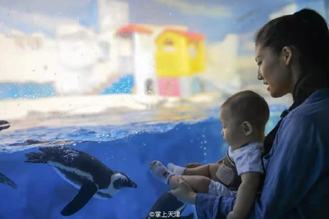 天津海昌极地海洋世界年票,天津海昌极地海洋99票价真实性