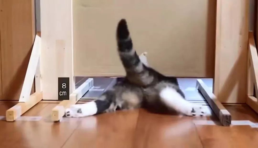 宠物界的柔术高手：“液体猫咪”，对老鼠来说简直就是噩梦