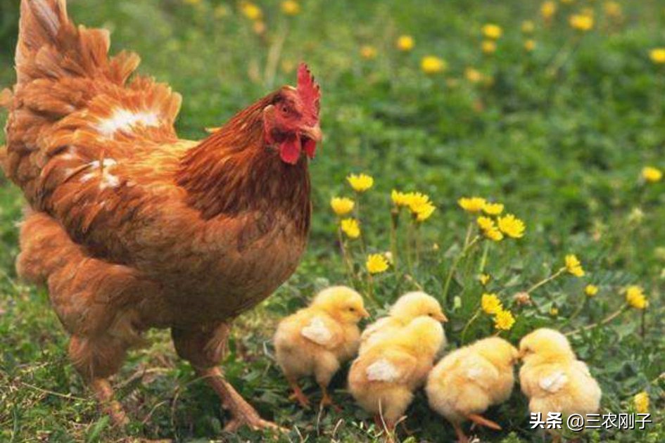 养殖土鸡的销售技术有哪些,土鸡市场销售模式