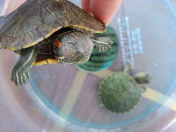 治龟最好的特效药,治疗龟病最好的中药