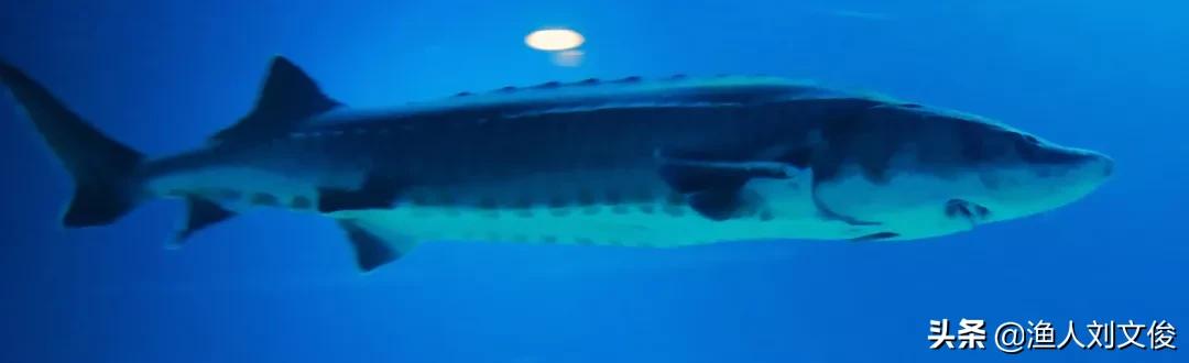 长江白鲟与加拿大白鲟有什么区别,中华大鲟鱼和长江巨白鲟