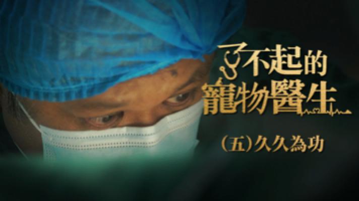 什么都能治的宠物医生,了不起的宠物医生观后感