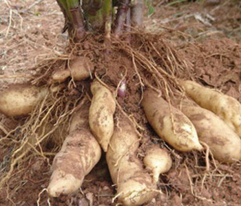 国外精品水果种植,引进国外品种种植的水果